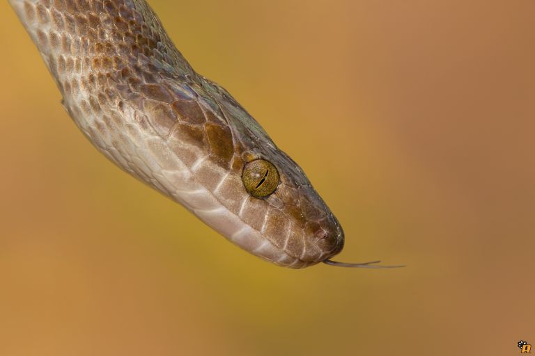 Brown House Snake