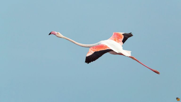 Fenicottero in volo