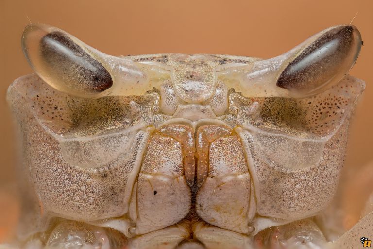 Ghost Crab