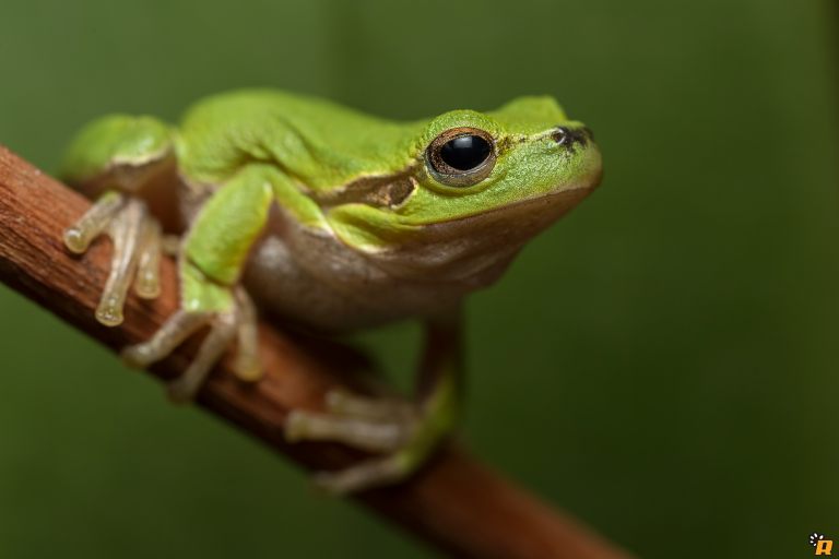 Hyla Sarda