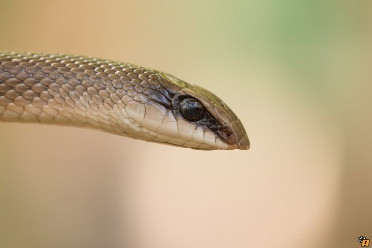 Serpente Becco 