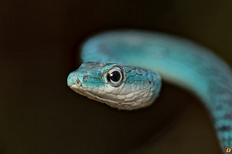 Spotted Bush Snake BLU